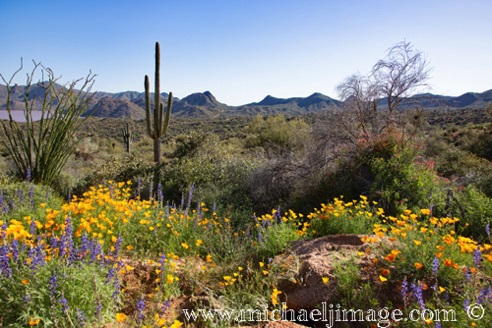 Flowers
Bartlett Lake, AZ. Flowers
Bartlett Lake, AZ.